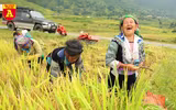 Mùa vàng ở vùng cao Y Tý